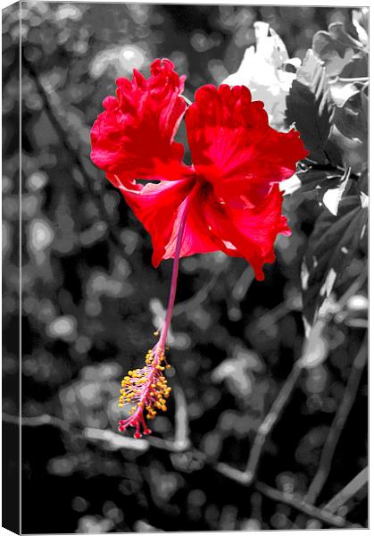  Posterised Hibiscus with  B/W Background Canvas Print by james balzano, jr.