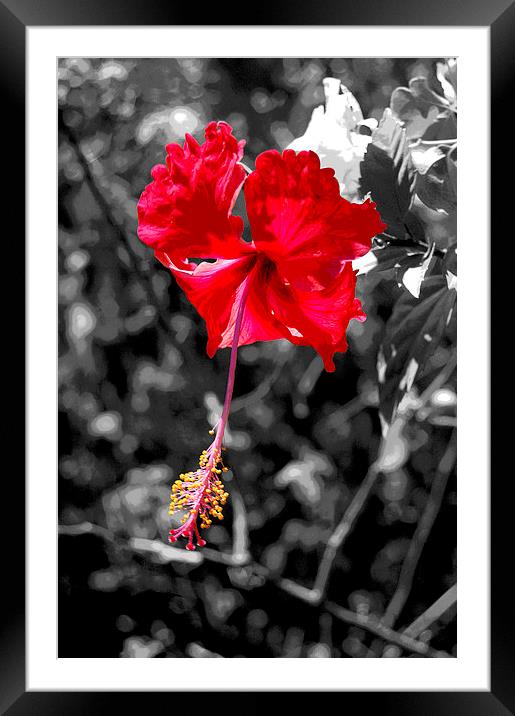  Posterised Hibiscus with  B/W Background Framed Mounted Print by james balzano, jr.