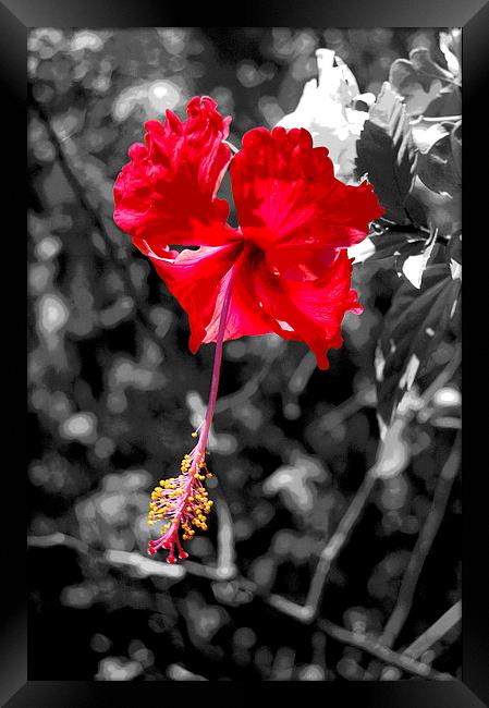  Posterised Hibiscus with  B/W Background Framed Print by james balzano, jr.