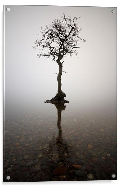  Milarrochy bay tree Acrylic by Grant Glendinning
