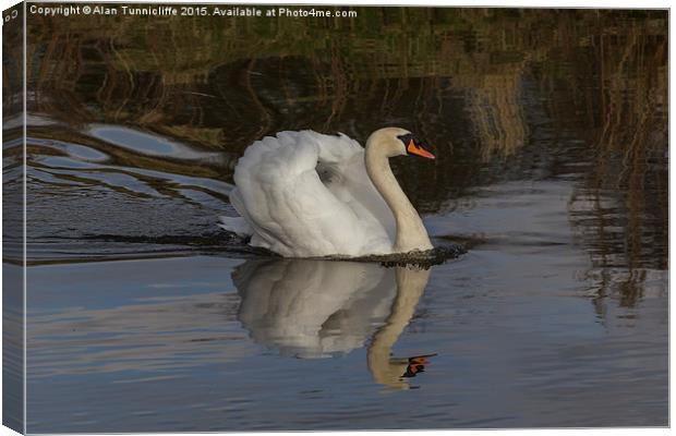  Mute swan Canvas Print by Alan Tunnicliffe
