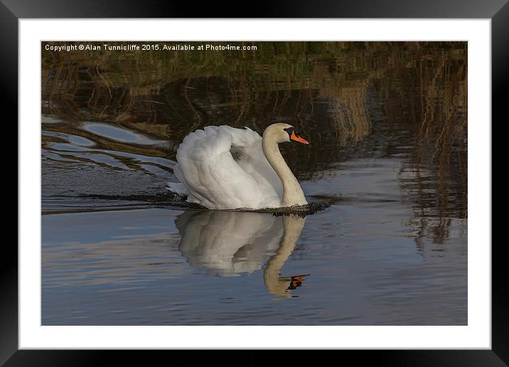  Mute swan Framed Mounted Print by Alan Tunnicliffe