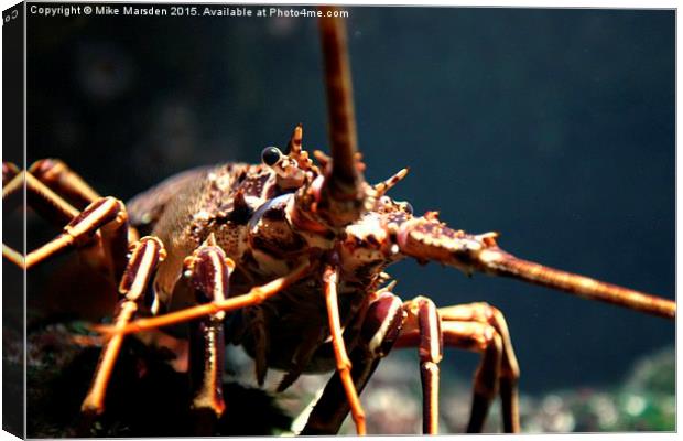 Saltwater Crayfish Canvas Print by Mike Marsden