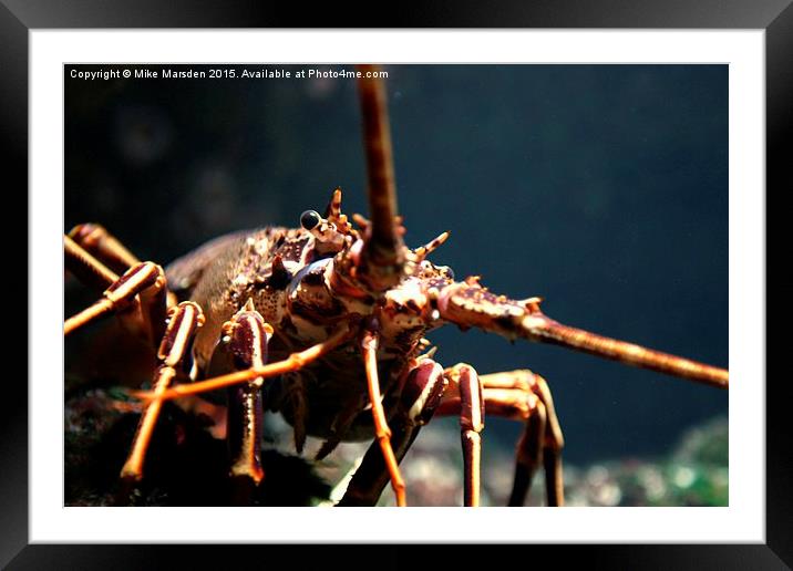 Saltwater Crayfish Framed Mounted Print by Mike Marsden