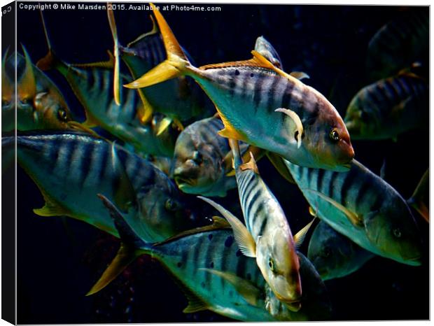 A Shoal of Golden Trevally Canvas Print by Mike Marsden