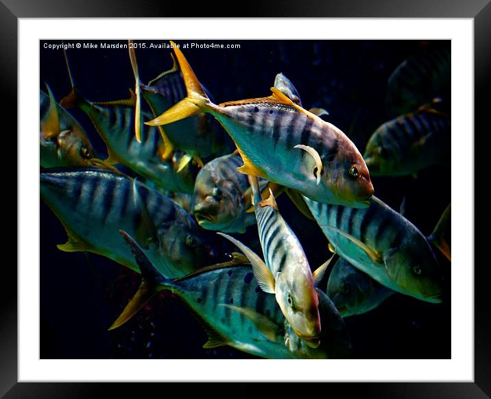 A Shoal of Golden Trevally Framed Mounted Print by Mike Marsden