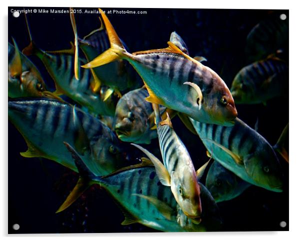 A Shoal of Golden Trevally Acrylic by Mike Marsden