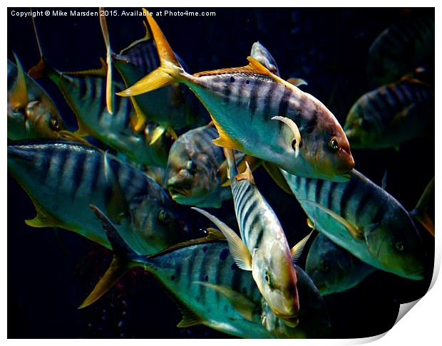 A Shoal of Golden Trevally Print by Mike Marsden