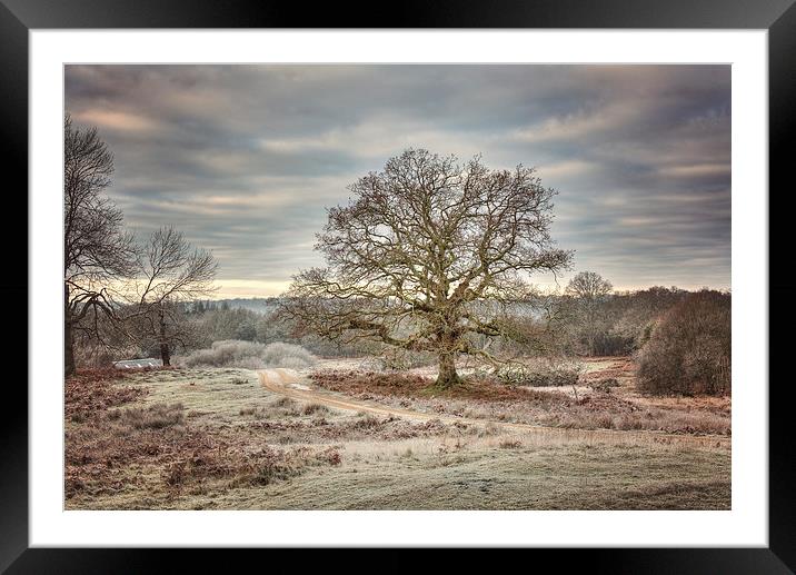  Winter Scene at Bolderwood New Forest Framed Mounted Print by Jennie Franklin