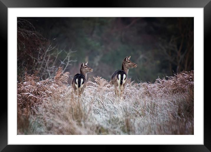  Fallow Deer on a frosty morning Framed Mounted Print by Jennie Franklin