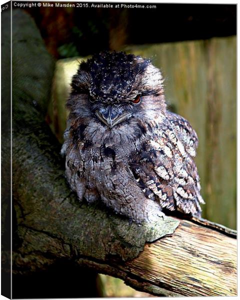 Tawny Frogmouth Owl Canvas Print by Mike Marsden