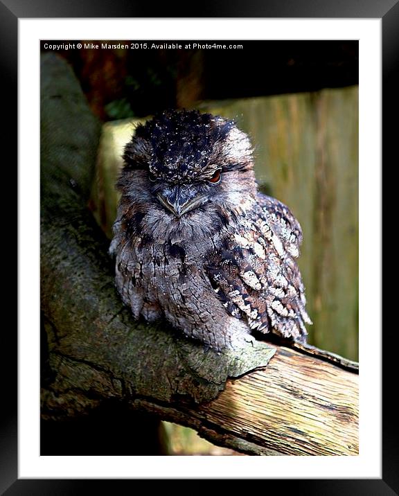 Tawny Frogmouth Owl Framed Mounted Print by Mike Marsden