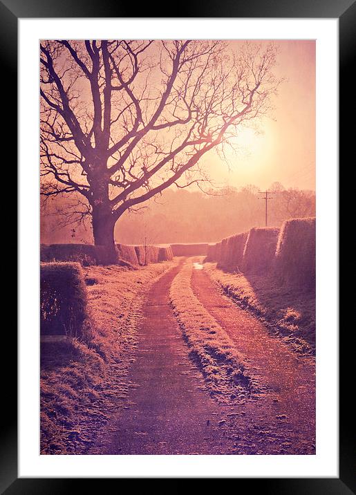 Well lit path  Framed Mounted Print by Dawn Cox