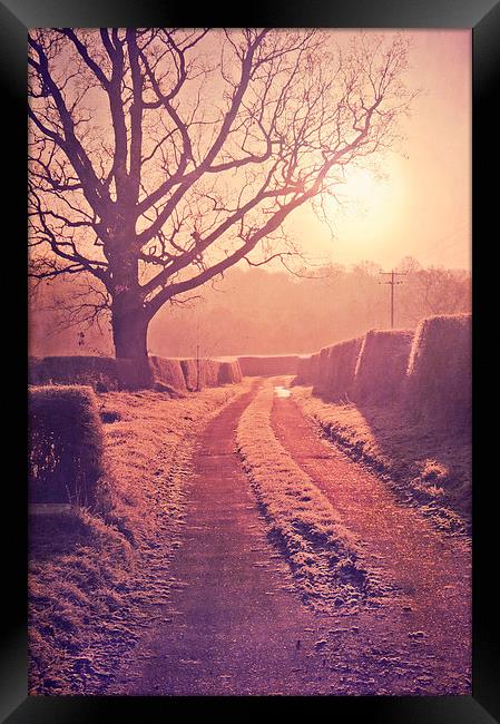 Well lit path  Framed Print by Dawn Cox