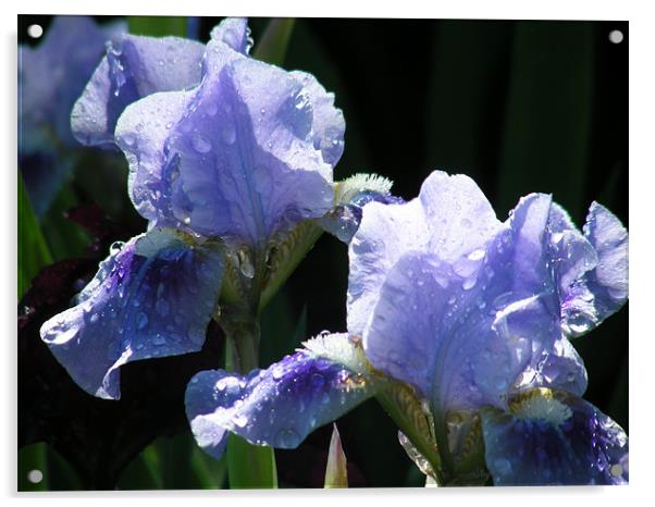 Rainy Irises Acrylic by Mary Lane
