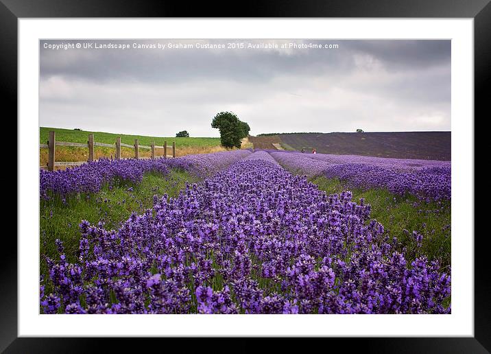  Lavender Field Framed Mounted Print by Graham Custance