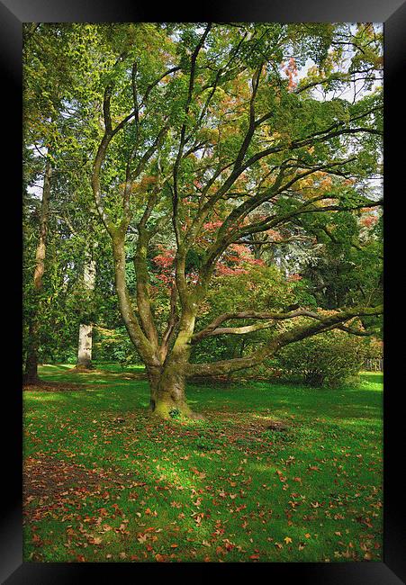 Autumn past 2014 and maple trees Framed Print by Jonathan Evans