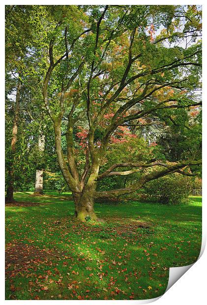 Autumn past 2014 and maple trees Print by Jonathan Evans