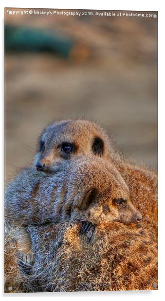 Meerkat Acrylic by rawshutterbug 