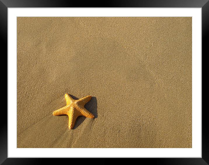 Starfish Framed Mounted Print by Victor Burnside