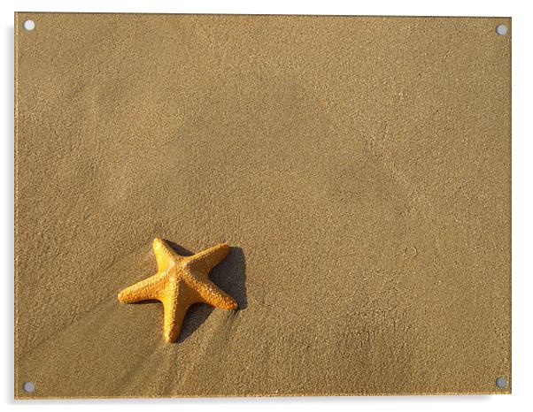 Starfish Acrylic by Victor Burnside