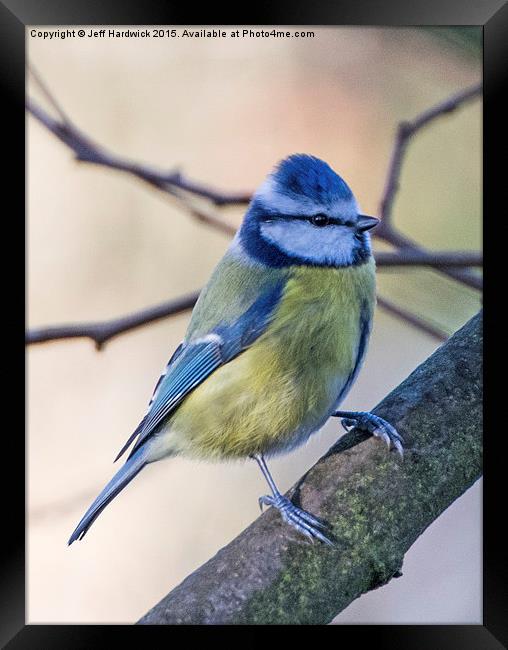  Blue Tit (Cyanistes caeruleus) Framed Print by Jeff Hardwick