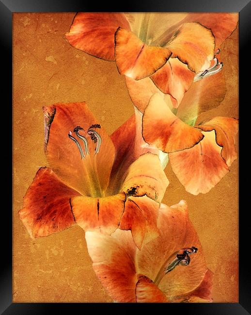 amber glow Framed Print by Heather Newton