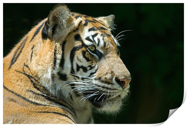 Sumatran Tiger Print by Mary Lane