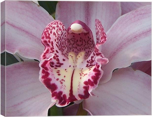 Pink Orchid Canvas Print by Les Morris