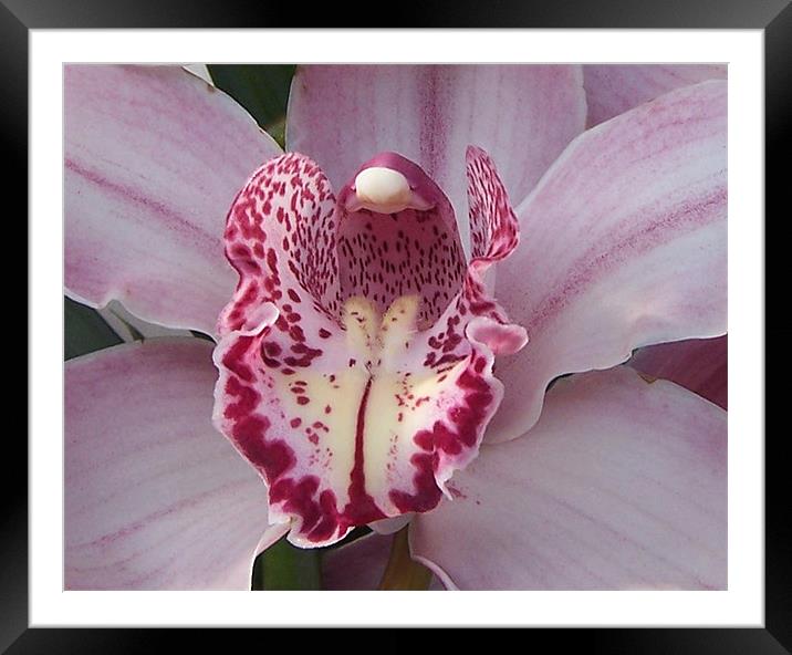 Pink Orchid Framed Mounted Print by Les Morris
