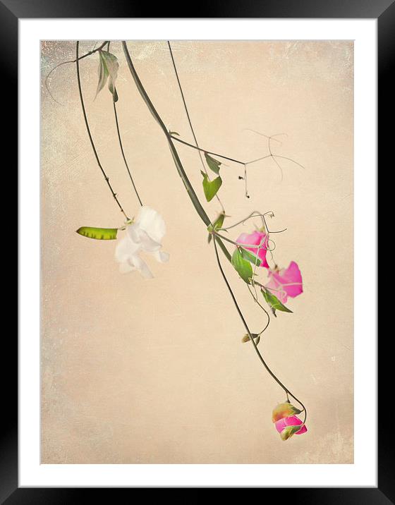 Fragile Beauty Framed Mounted Print by Dawn Cox