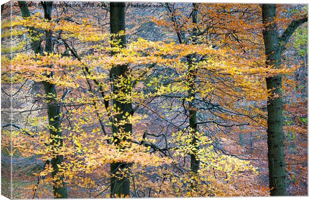  Beech boughs of golden foliage Canvas Print by Andrew Kearton