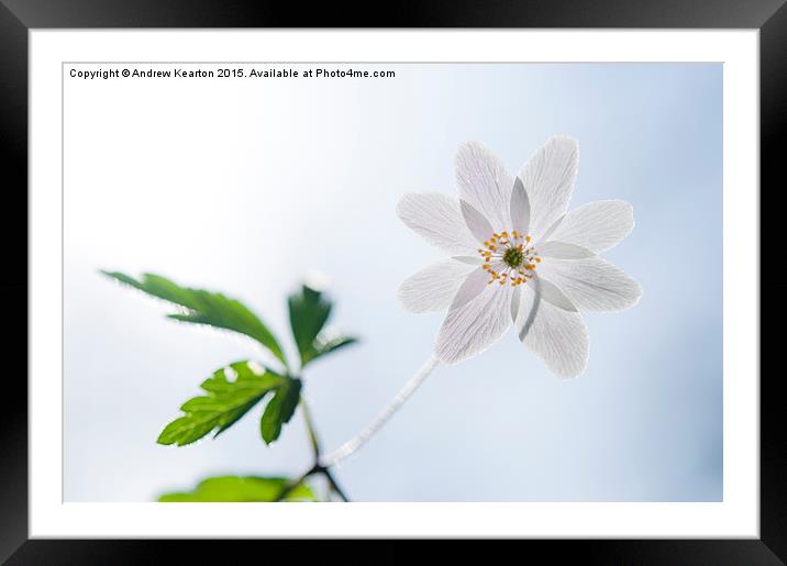  Wild Wood Anemone Framed Mounted Print by Andrew Kearton