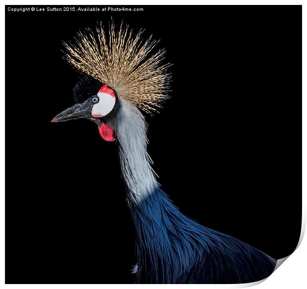  A Great Crested Crane Print by Lee Sutton