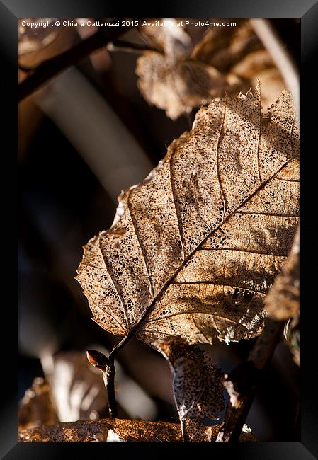  Golden leaf Framed Print by Chiara Cattaruzzi