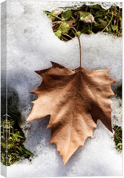  Winter leaf Canvas Print by Chiara Cattaruzzi