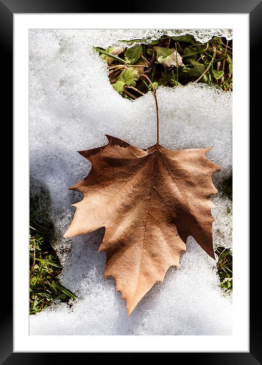  Winter leaf Framed Mounted Print by Chiara Cattaruzzi