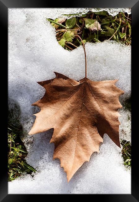  Winter leaf Framed Print by Chiara Cattaruzzi