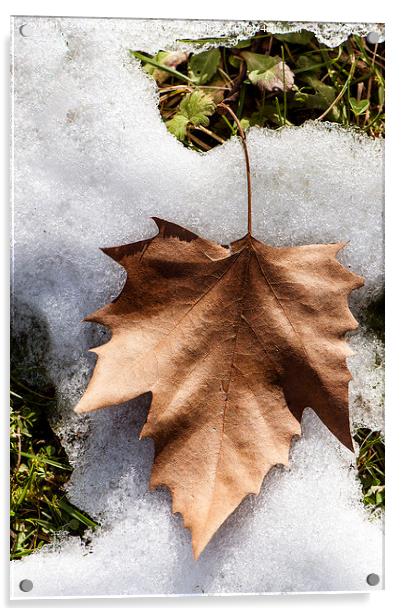  Winter leaf Acrylic by Chiara Cattaruzzi