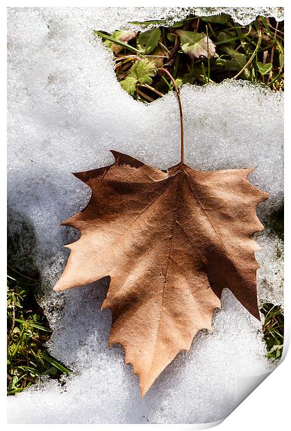  Winter leaf Print by Chiara Cattaruzzi