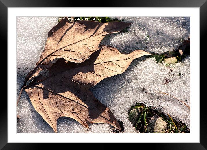  A leaf in the snow Framed Mounted Print by Chiara Cattaruzzi