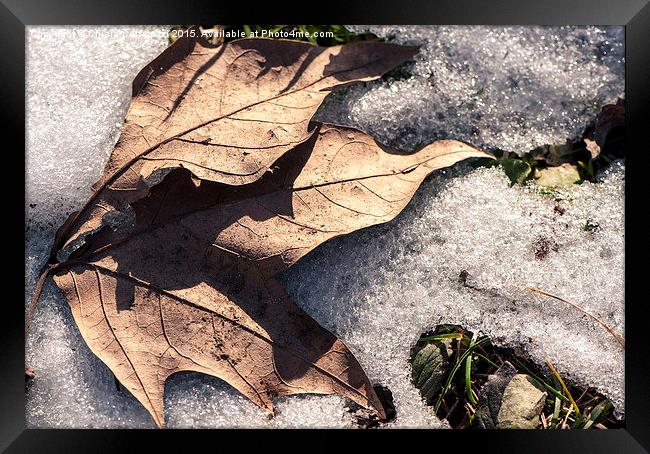  A leaf in the snow Framed Print by Chiara Cattaruzzi