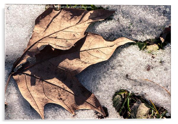  A leaf in the snow Acrylic by Chiara Cattaruzzi