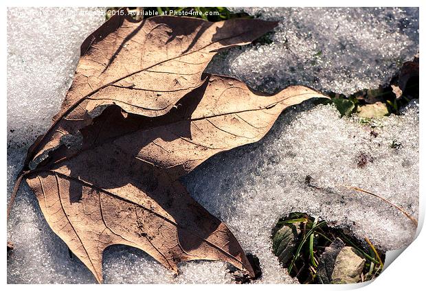  A leaf in the snow Print by Chiara Cattaruzzi