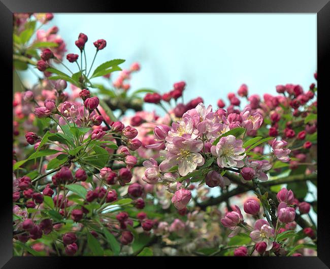 Cherry Framed Print by Victor Burnside