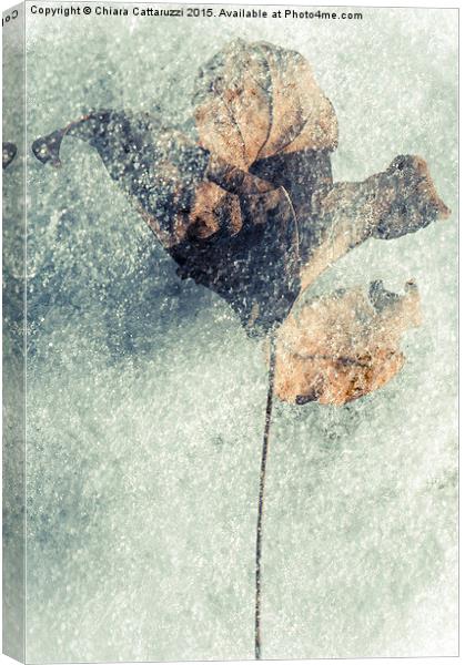  Frozen leaf Canvas Print by Chiara Cattaruzzi