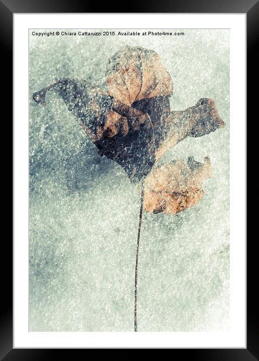  Frozen leaf Framed Mounted Print by Chiara Cattaruzzi