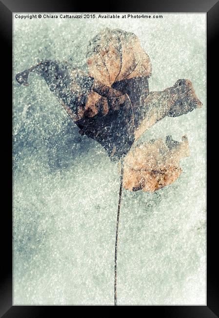  Frozen leaf Framed Print by Chiara Cattaruzzi