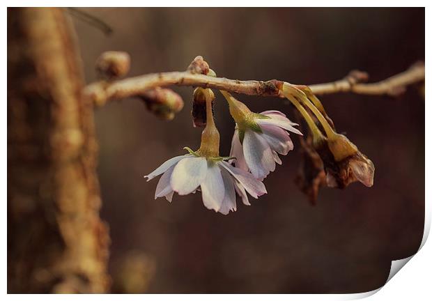  Winter Blossom Print by Iona Newton