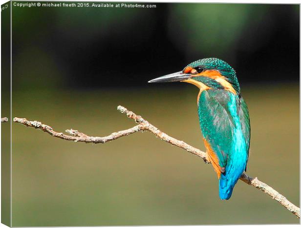  Kingfisher Canvas Print by michael freeth